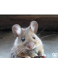 گونه موش خانگی House Mouse